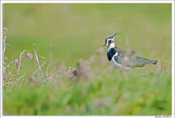 121017DSC_8975-w-web - Copy