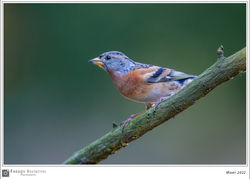 080322FRH_8030
