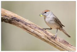 100517DSC_0788-w-s-web - Copy