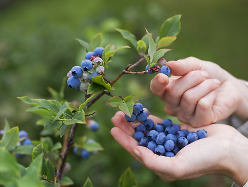 London nutritionist