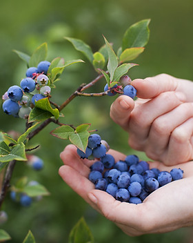 Blueberries on the vine