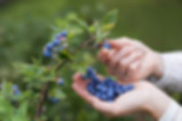 Blueberries on the vine