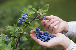 Blueberries on the vine