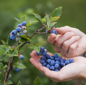 Blueberries, The Feel Good, Look Good Fruit!