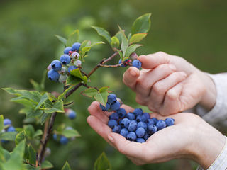 Edible Plant Sale