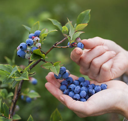 Blueberries on the vine