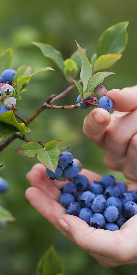 Blueberries on the vine