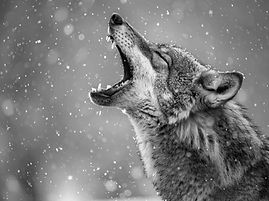 wild-wolf-nature.jpg