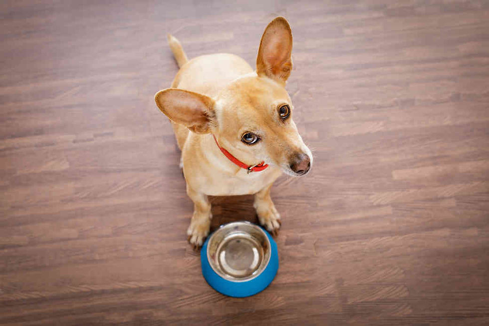 ALIMENTOS TÓXICOS PARA PERROS