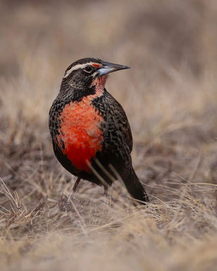 PAJARO ZOCALO 1.jpg