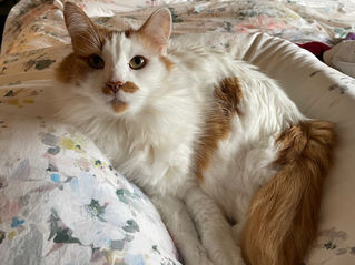 When Your Pet Feels Your Stress (Yes, It Happens)