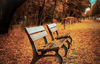 Bench on Autumn Leaves