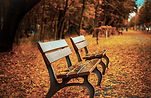 Bench on Autumn Leaves
