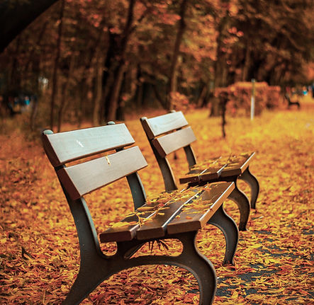 Bench on Autumn Leaves