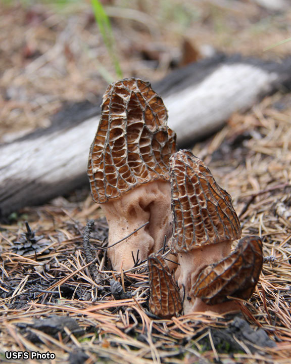 Mushroom Permits Available