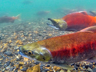 Commission reinstates 2021 kokanee regulations on Georgetown Lake