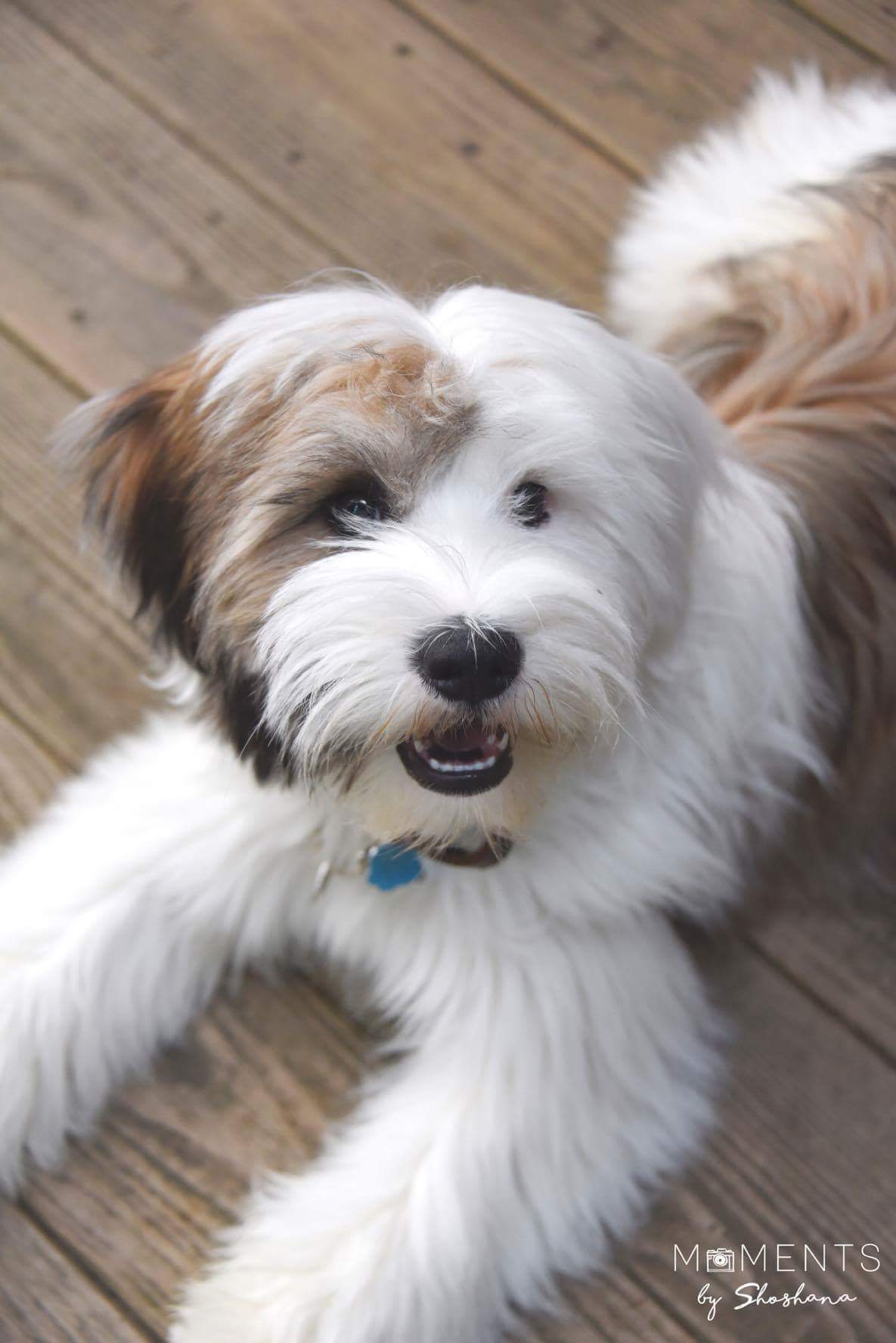 tibetan terrier breeder near me