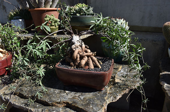 BT_succulent_advanced_ipomeaPlatensis.JP