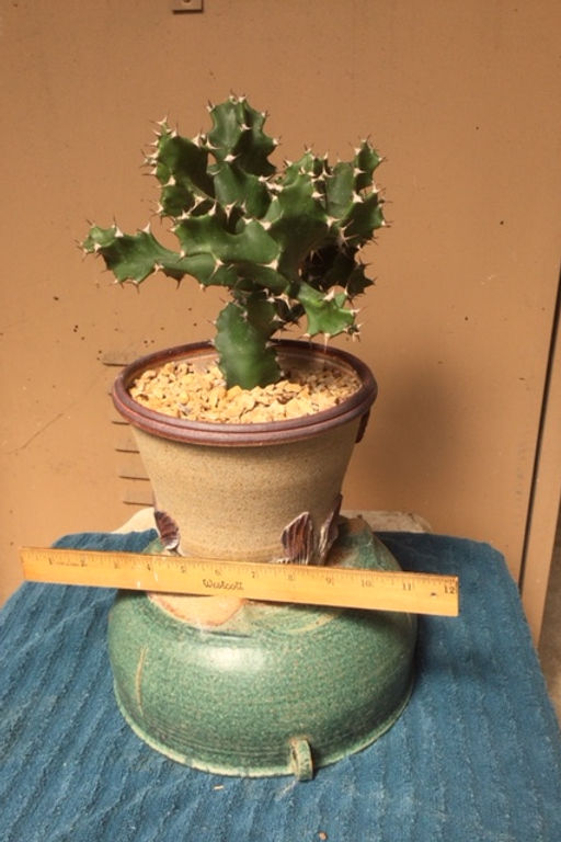 succulent_advanced_euphorbiaTortilis.JPG