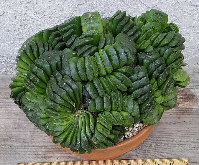 BT_succulent_advanced_haworthiaTruncata.