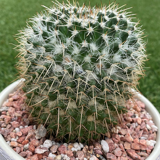 BT_cactus_intermediate_mamillariaNegapen