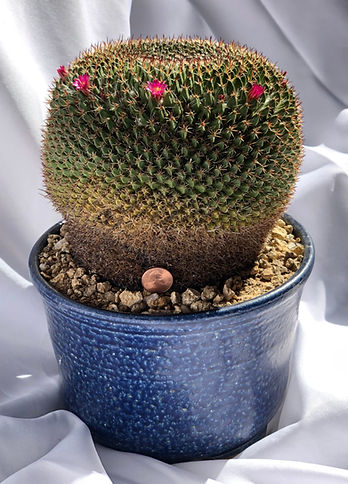 Gianni Alegre - Mammillaria Mystax 2.jpg