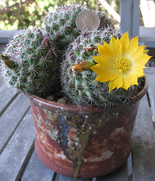 BT_cactus_intermediate_dolicotheleBalsas