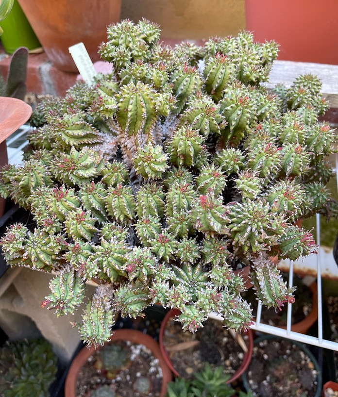 succulent_intermediate_euphorbiaPfersdit