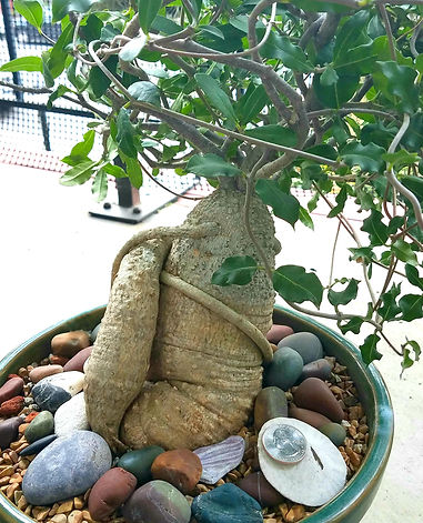 Rachel Burns - Fockea edulis.jpg