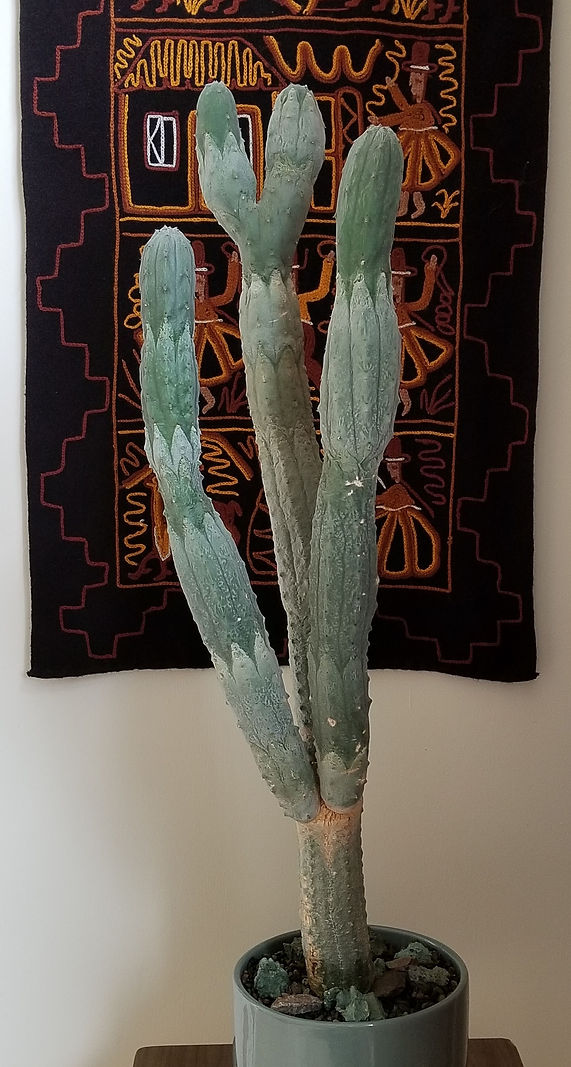Paul Carol Maker - Euphorbia abdelkuri.j