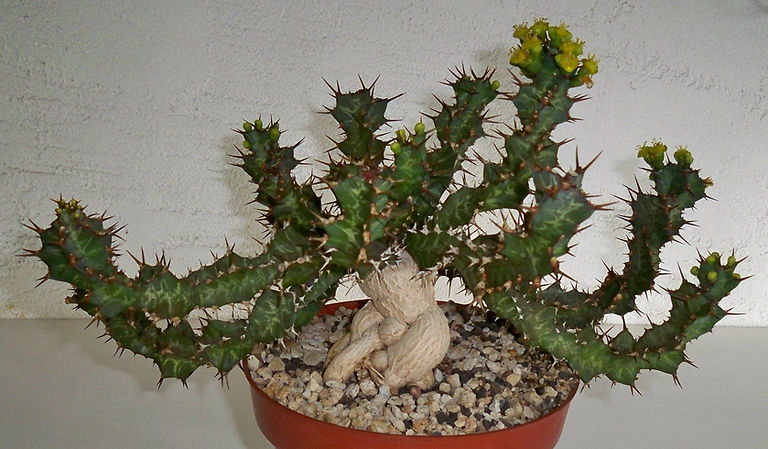 BT_succulent_novice_euphorbiaEnormis.JPG
