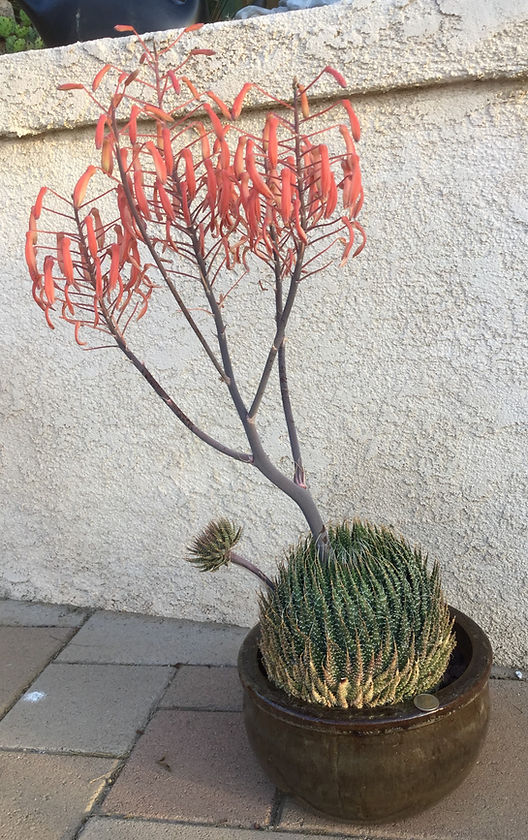 BT_succulent_intermediate_aloeAristata.j