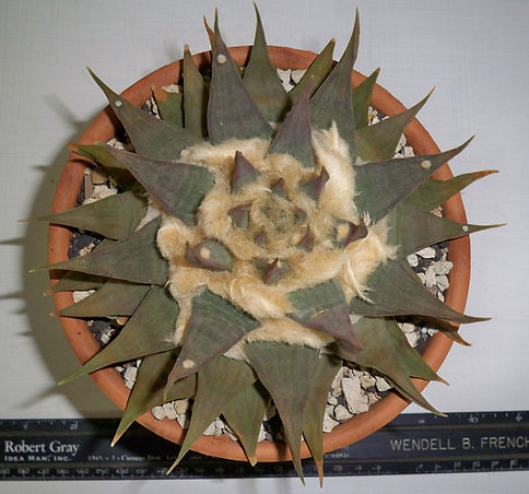 BT_cactus_novice_ariocarpusTrigonusSspEl