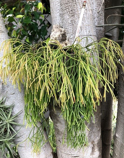 Pam Badger - Rhipsalis sp.png