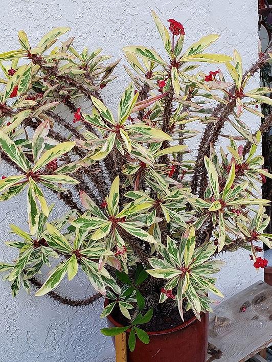BT_succulent_advanced_euphorbiaMilliPina