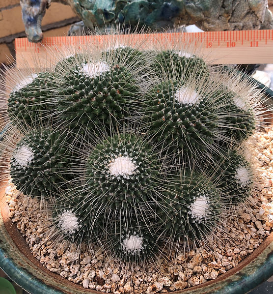 BT_cactus_novice_mammillariaPolytheleCVU