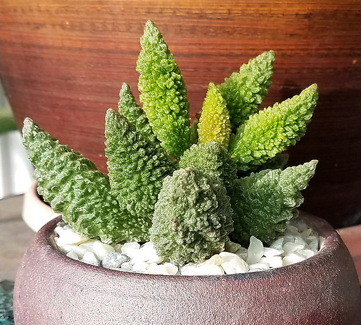 Rachel Burns - Adromischus marianae herr
