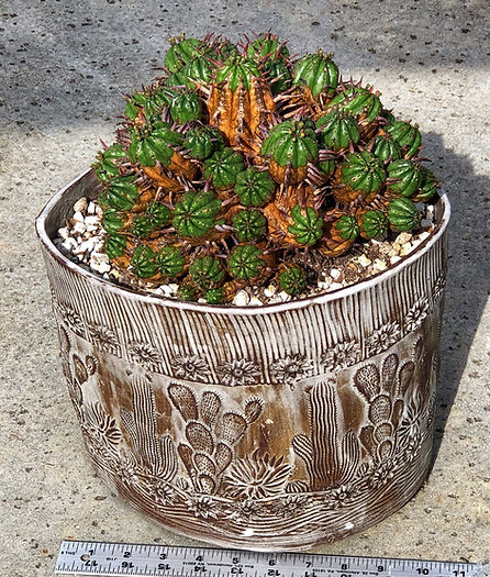 Eileen Mandell - Euphorbia Ferox.jpg