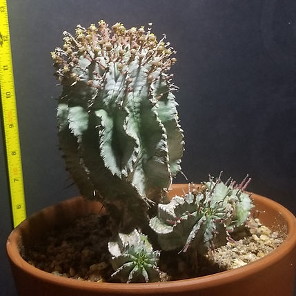 Thomas Ham - Euphorbia horrida hybrid 1.