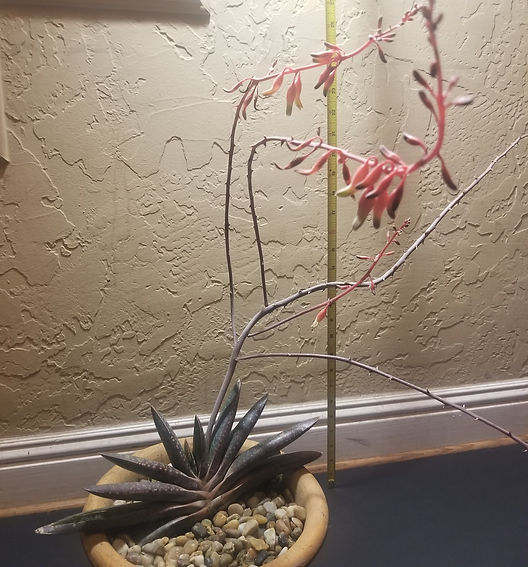 Luisa Dumlao-Ham - Gasteria carinata 1.j