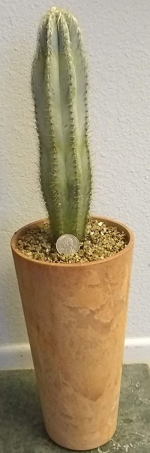 Olga - Cactus_Pilosocereus_side.jpg