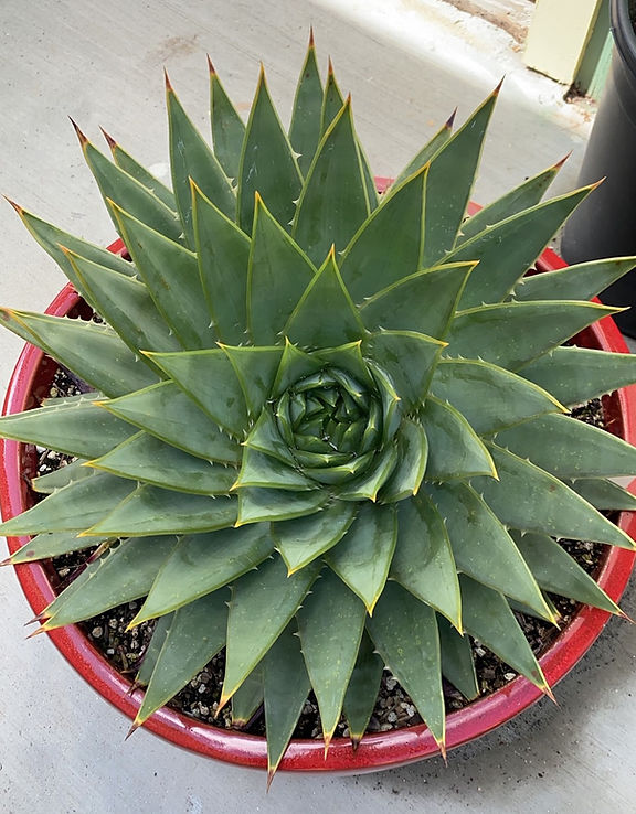 BT_succulent_novice_aloePolyphylla1.jpeg