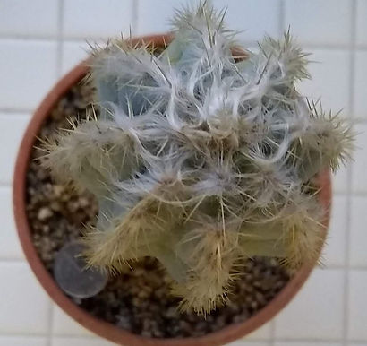Olga%20-%20Cactus_Pilosocereus_top_edite