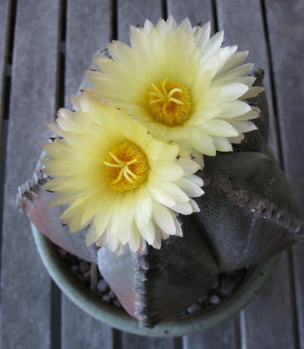 BT_cactus_intermediate_astrophytumMyrios