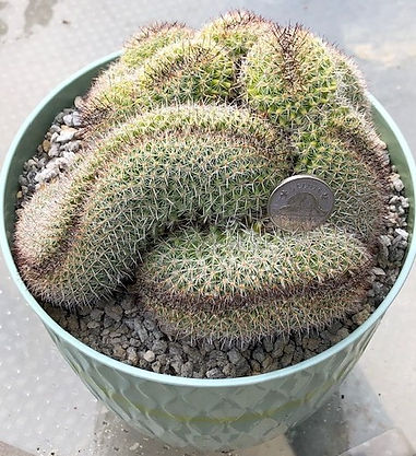 BT_cactus_novice_mammillariaCristatusRed