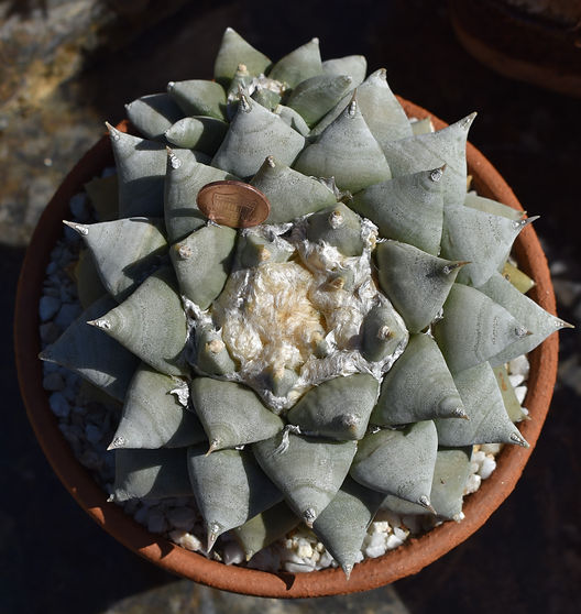 BT_cactus_advanced_ariocarpusRetusus.JPG