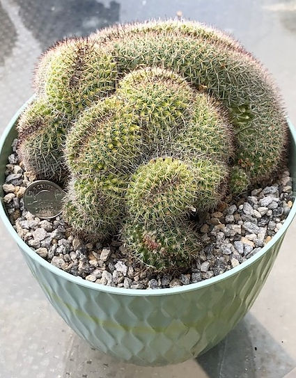 BT_cactus_novice_mammillariaCristatusRed