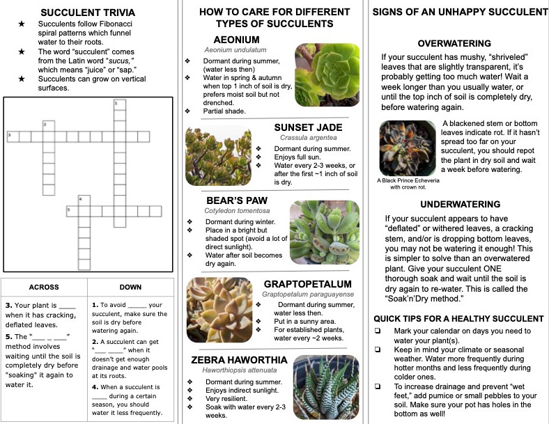 succulent savvy flyer.jpg