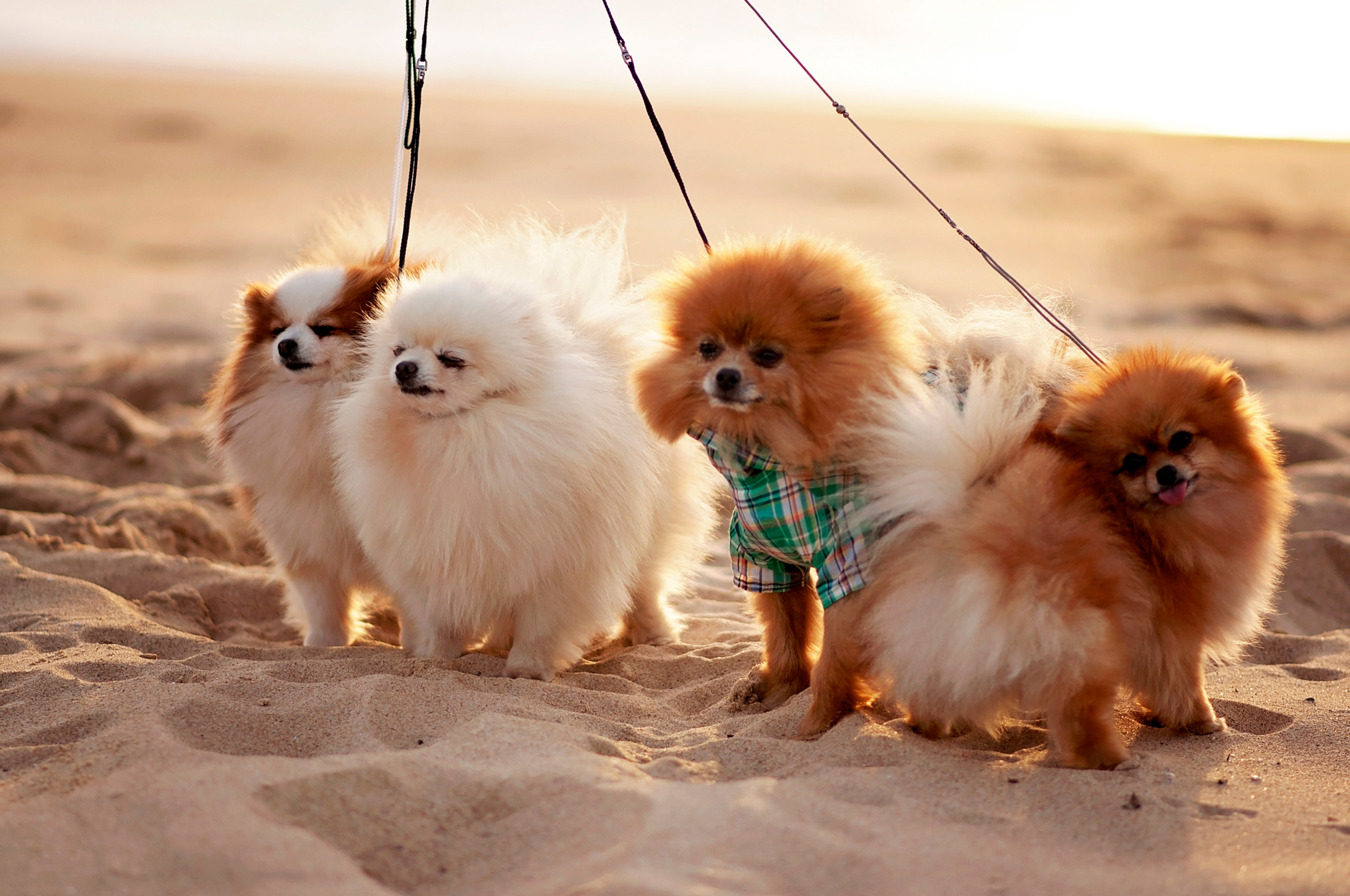 dogzonline pomeranian