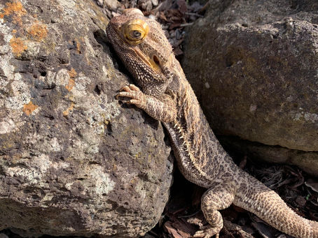 Cold Blood, Warm Heart: The Case for Emotions in Reptiles